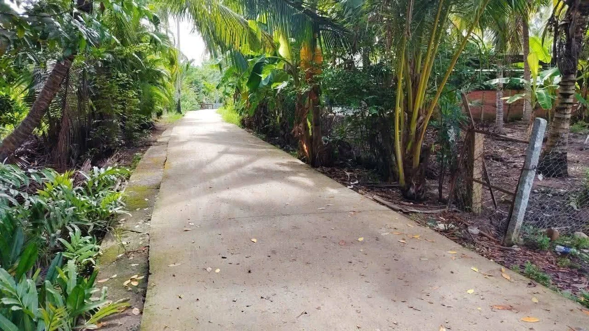 Bán đất trồng dừa 3290m² tại Bến Tre 1.8 tỷ - Ảnh thu nhỏ 2