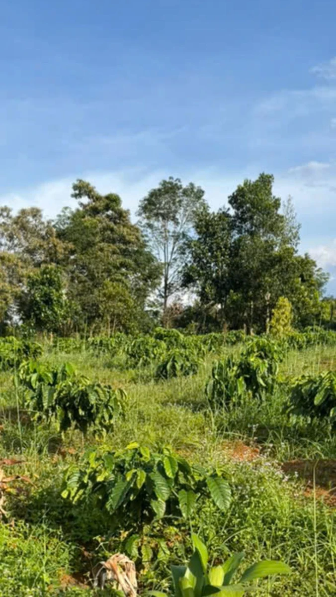 Bán đất vườn cà phê 2,5ha TP Gia Nghĩa, Lâm Đồng - Ảnh 1