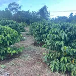 Bán đất 8 xào Quảng Trực, Lâm Đồng - Ảnh thu nhỏ 2