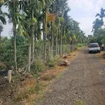 Tặng vườn cau sở hữu ngay lô đất full thổ cư giá 239tr Ea Ning Cư Kuin - 0971 801 *** - Ảnh thu nhỏ 3