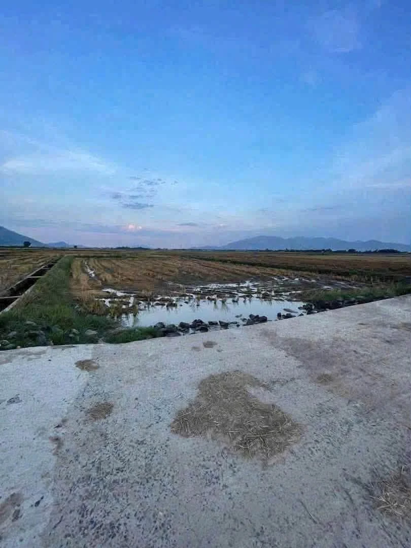 Bán đất Lúa Diên Sơn 1000m2 giá 169 triệu - Ảnh thu nhỏ 3