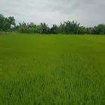 Bán đất ruộng 20 công mặt tiền lộ Hòa Bình Bạc Liêu - Ảnh thu nhỏ 3