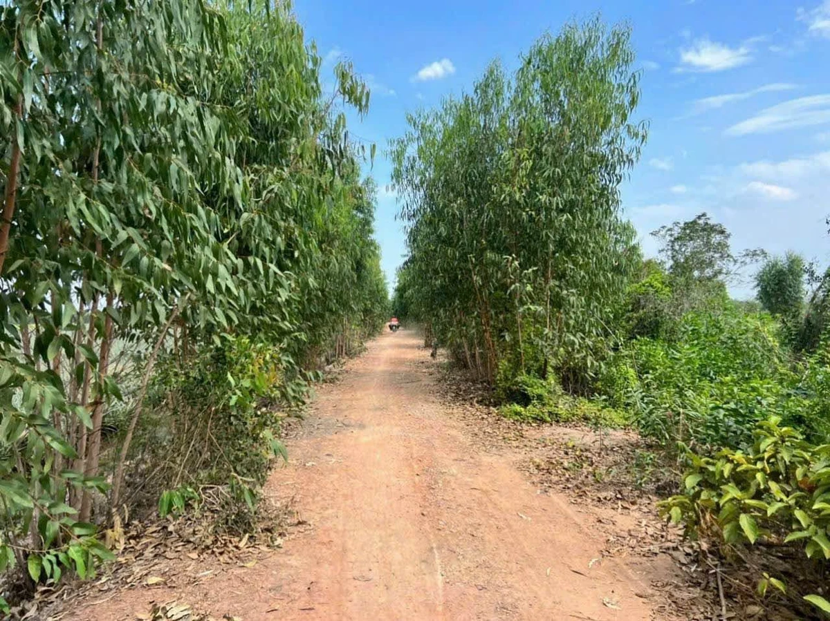 Bán đất vườn 1.369m2 mặt tiền QL N2, Bến Lức, Long An - Ảnh thu nhỏ 5