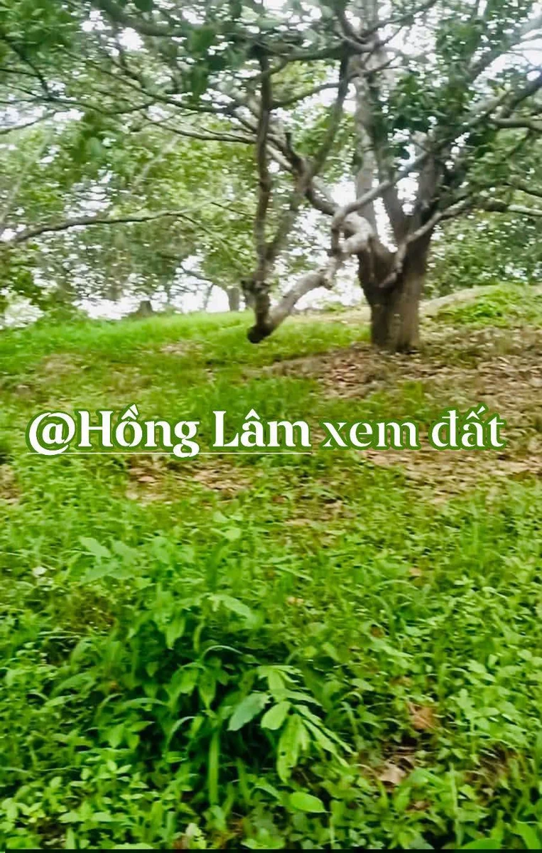 Bán đất rẫy Tánh Linh 9.3 sào 450 triệu - Ảnh thu nhỏ 2