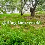 Bán đất rẫy Tánh Linh 9.3 sào 450 triệu - Ảnh thu nhỏ 2