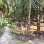 Bán đất vườn dừa mặt tiền 3.5m, 3575m² tại Bình Đại - Ảnh thu nhỏ 3