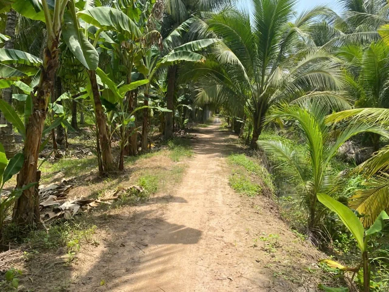Bán đất vườn 3,4 hectare mặt tiền Vĩnh Long