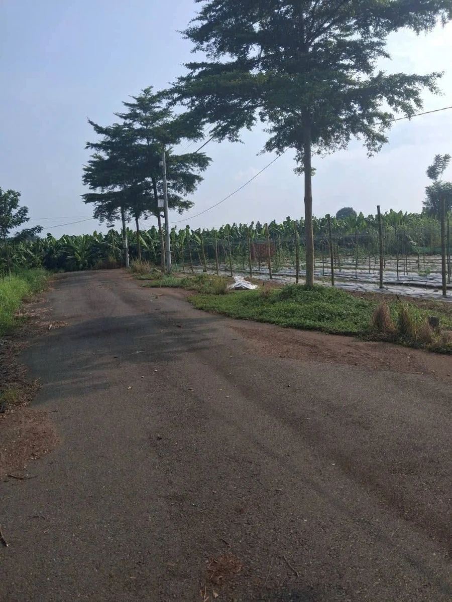 Bán đất thổ cư 100m2 Dầu Giây, Đồng Nai giá 1 tỷ 500 triệu - Ảnh thu nhỏ 2