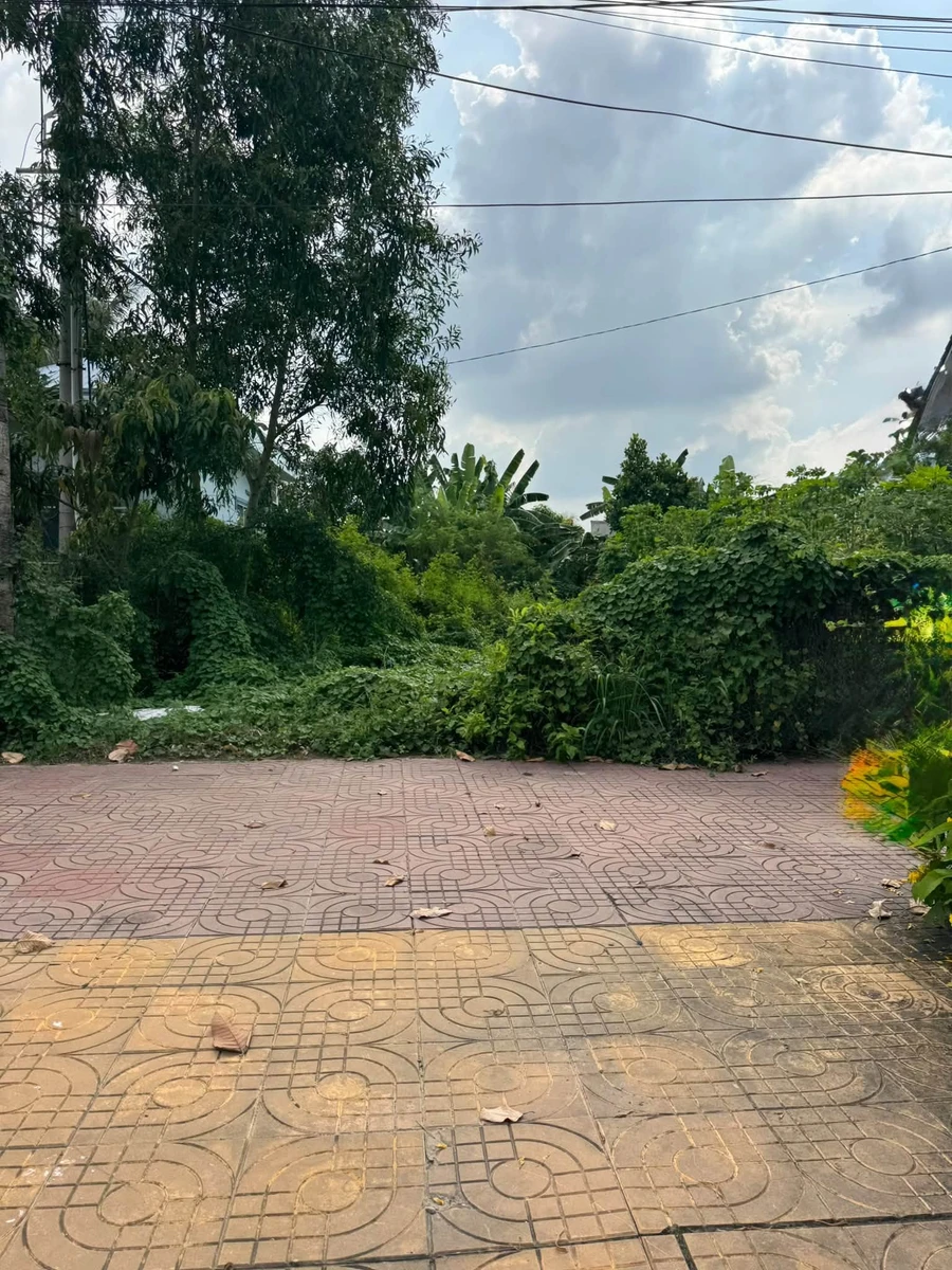Bán nền đất 225m² đường Nguyễn Huệ, Tân Hồng, Đồng Tháp - Ảnh 1