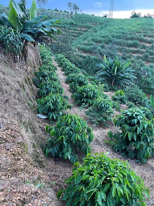 Bán đất 1,4ha Trúc Sơn 1,7 tỷ