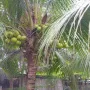 Chính chủ cần tiền hạ giá bán nhanh chỉ 5,3 tỷ có nhà đất mặt tiền QL57, Mỏ Cày Nam, có thổ cư - Ảnh thu nhỏ 21