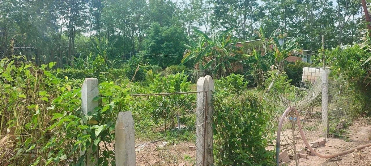 Chú Tám cần bán đất vườn trái cây sẵn nhà cấp 4 ở Bình Dương, rộng 2541m2, thổ cư, giá rẻ 680tr - Ảnh thu nhỏ 3