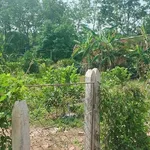 Chú Tám cần bán đất vườn trái cây sẵn nhà cấp 4 ở Bình Dương, rộng 2541m2, thổ cư, giá rẻ 680tr - Ảnh thu nhỏ 3