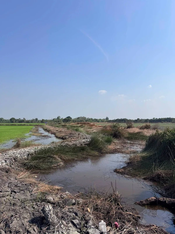 Bán đất vườn 15.000 m² xã Mỹ Thạnh, Long An