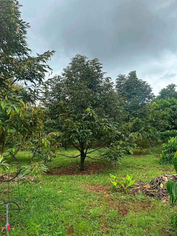 Bán đất Phú Riêng Bình Phước 400m2 giá 2 tỷ