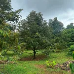 Bán đất Phú Riêng Bình Phước 400m2 giá 2 tỷ - Ảnh thu nhỏ 1