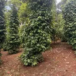 Bán đất 2,1 ha sổ đỏ Dakha, Lâm Đồng, giá 4,6 tỷ - Ảnh thu nhỏ 5