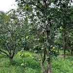 Bán vườn 8.586,7m² Thanh Sơn Đồng Nai 1 tỷ 500 triệu - Ảnh thu nhỏ 2