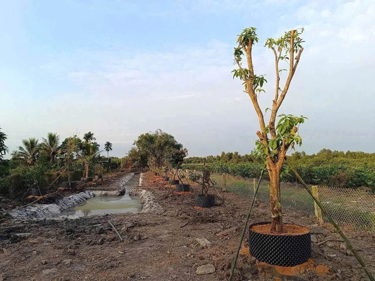 Bán đất vườn 1.000m² giáp sông Rạch Chiếc 1 tỷ 150 triệu Bến Lức - Ảnh thu nhỏ 3