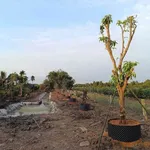 Bán đất vườn 1.000m² giáp sông Rạch Chiếc 1 tỷ 150 triệu Bến Lức - Ảnh thu nhỏ 3