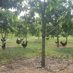 Bán nhà vườn 6000m² Hồ Trị An giá 3 tỷ - Ảnh thu nhỏ 2