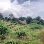 Bán rẫy 1,3ha có cà phê kinh doanh tại Nghĩa Tín, Quảng Thành, Gia Nghĩa, Đắk Nông - Ảnh thu nhỏ 2