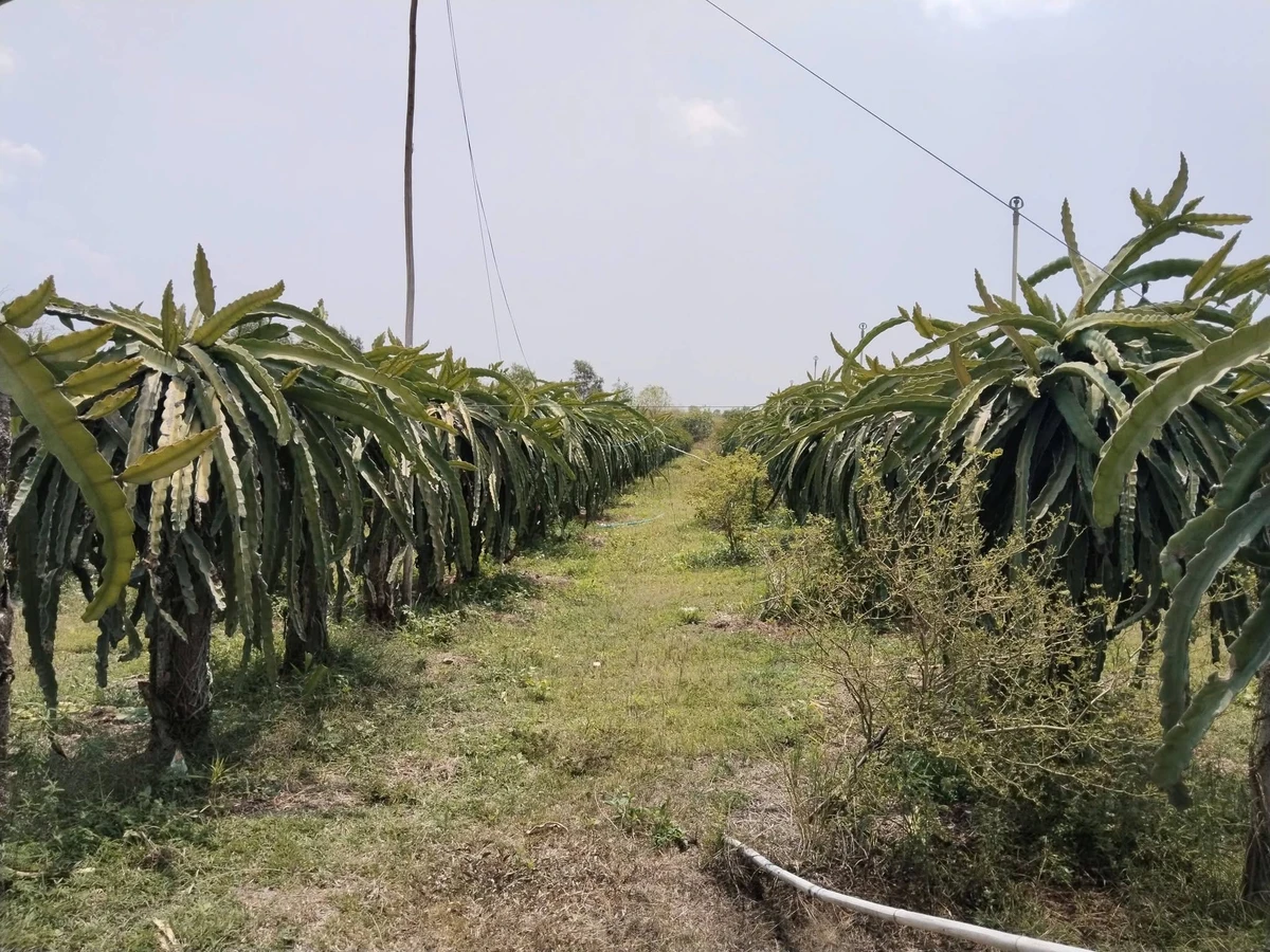 Bán đất nông nghiệp 28.000 m² tại Bình Thuận - Ảnh thu nhỏ 2