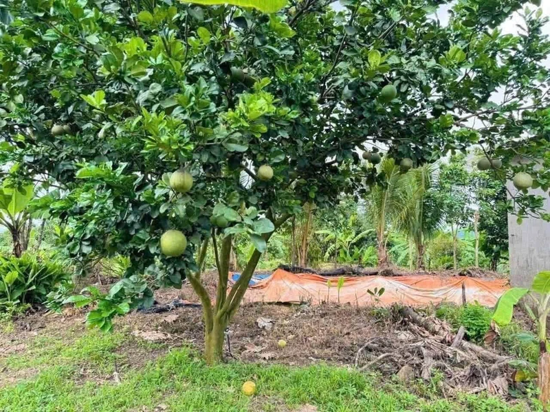 Bán đất vườn 1000m2 sổ sẵn giá 700 triệu gần KCN, cách QL13 500m, Bình Dương