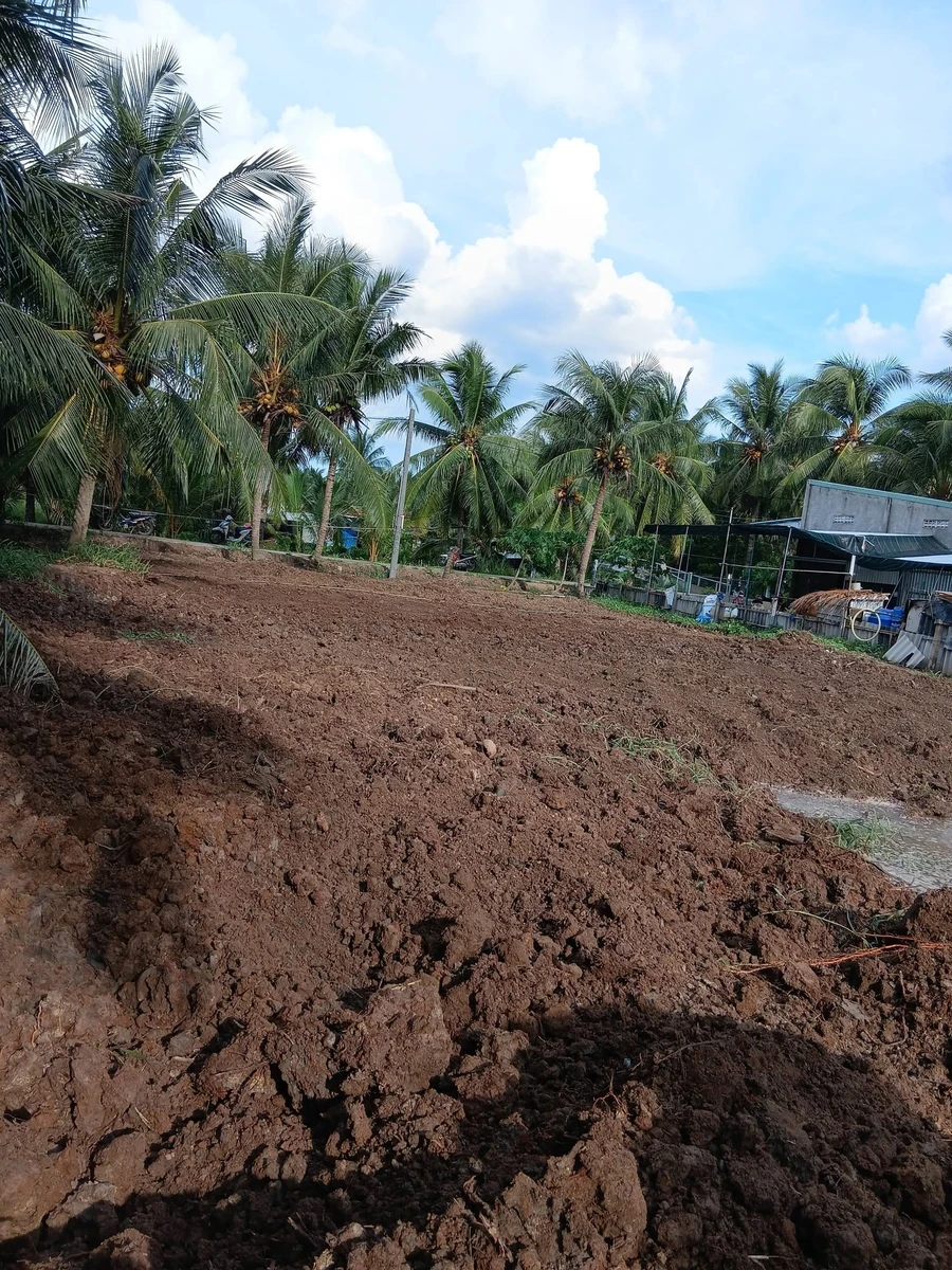 Bán đất Quới Điền Thạnh Phú 1008m2 mặt tiền 3.5m - Ảnh 1