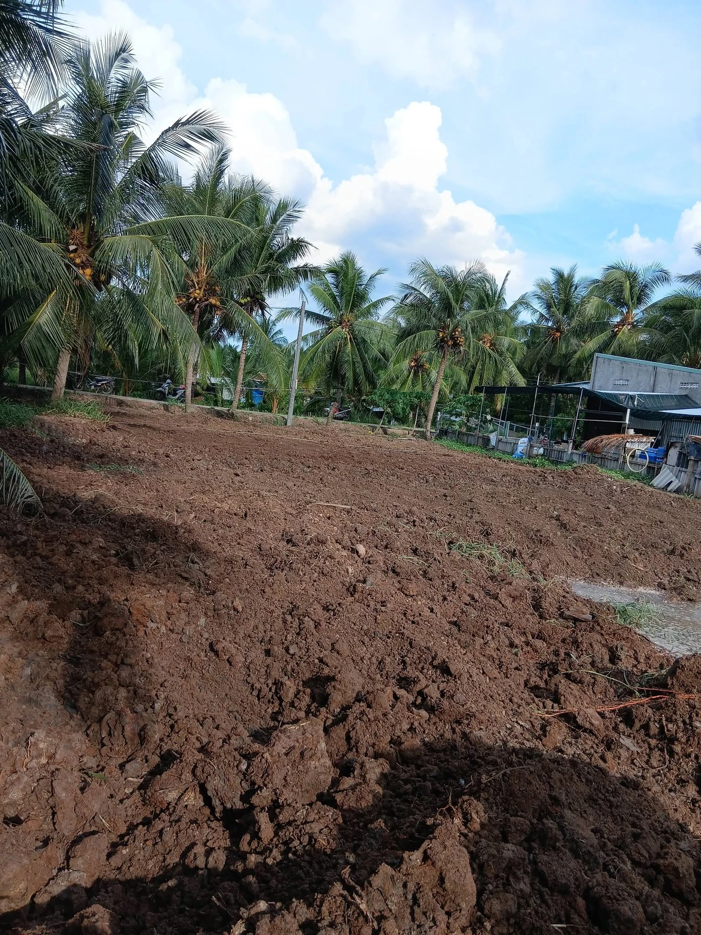 Bán đất Quới Điền Thạnh Phú 1008m2 mặt tiền 3.5m - Ảnh 1
