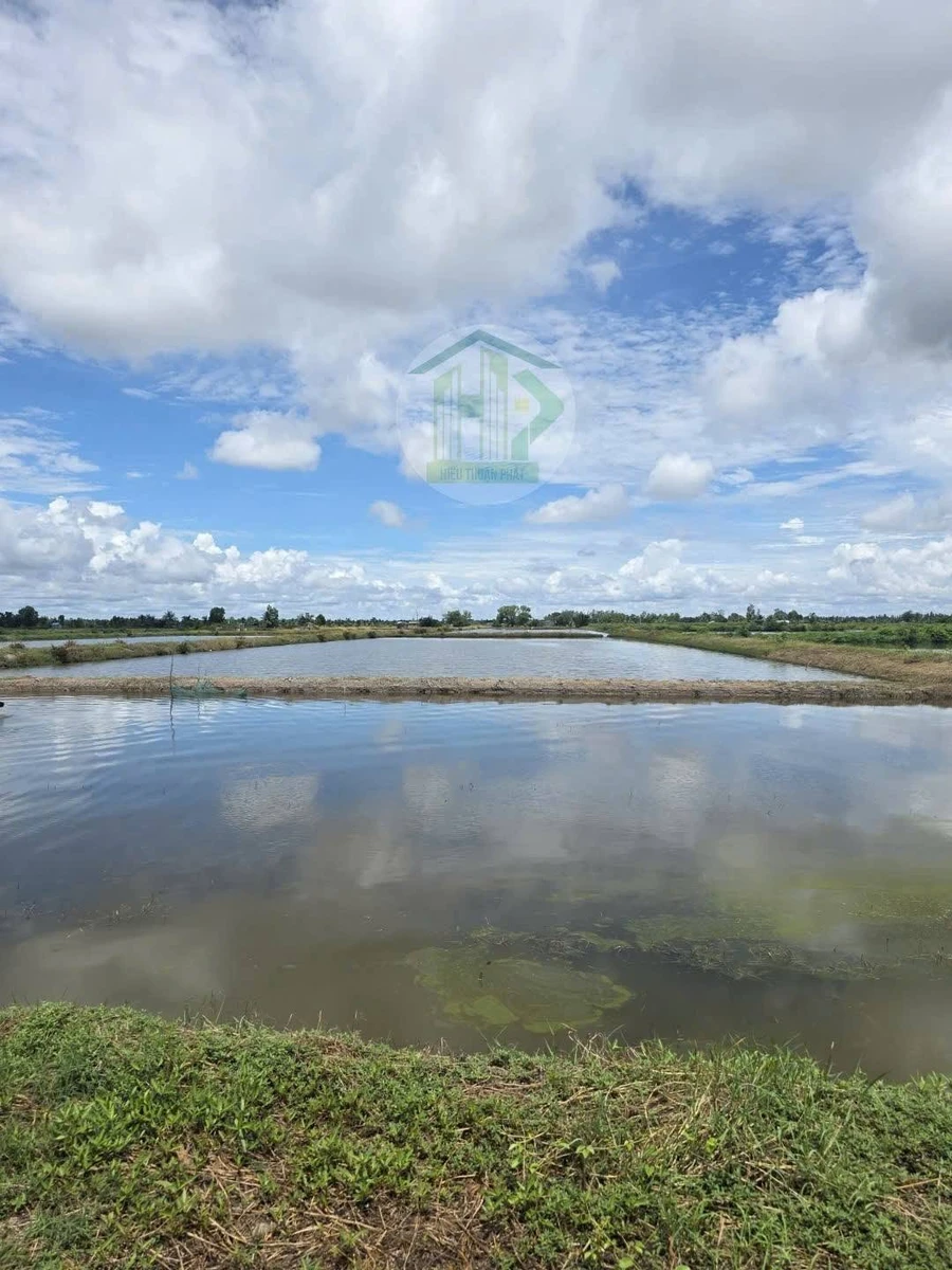 Bán đất lúa tôm 15 công Phước Long Cà Mau - Ảnh thu nhỏ 3