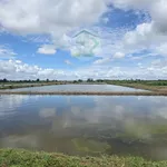 Bán đất lúa tôm 15 công Phước Long Cà Mau - Ảnh thu nhỏ 3
