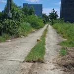 Bán nền đất 100m² Võ Trường Toản Rạch Giá 500 triệu - Ảnh thu nhỏ 3