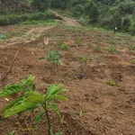 Bán 1,5 héc đất vườn cà phê mới xuống cây tại Lộc Bắc, Bảo Lâm, Lâm Đồng - Ảnh thu nhỏ 1