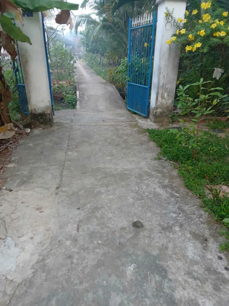 Bán đất vườn dừa 4600m² Phú Nhuận Bến Tre 950tr/công - Ảnh thu nhỏ 2