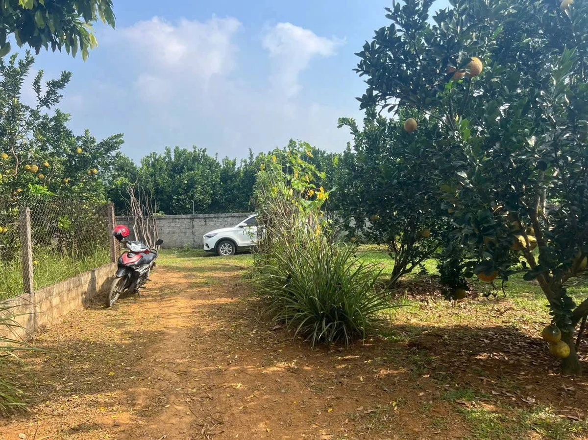 Bán 365m² đất trồng bưởi Tân Lạc Hòa Bình 199 triệu - Ảnh thu nhỏ 2