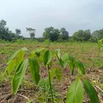 Bán đất 5700m2 mặt tiền bê tông tại Bù Đốp, Bình Phước - Ảnh thu nhỏ 3