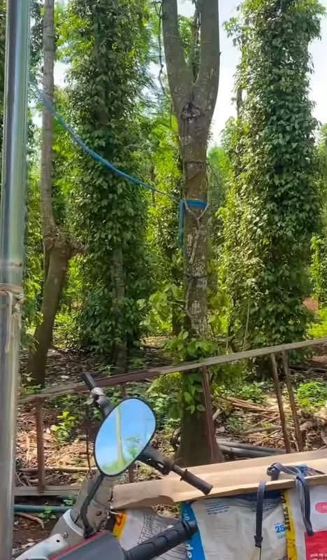 Bán 1,5 mẫu đất Đá Bạc Tp Hcm, 6,5 tỷ - Ảnh thu nhỏ 5