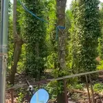 Bán 1,5 mẫu đất Đá Bạc Tp Hcm, 6,5 tỷ - Ảnh thu nhỏ 5