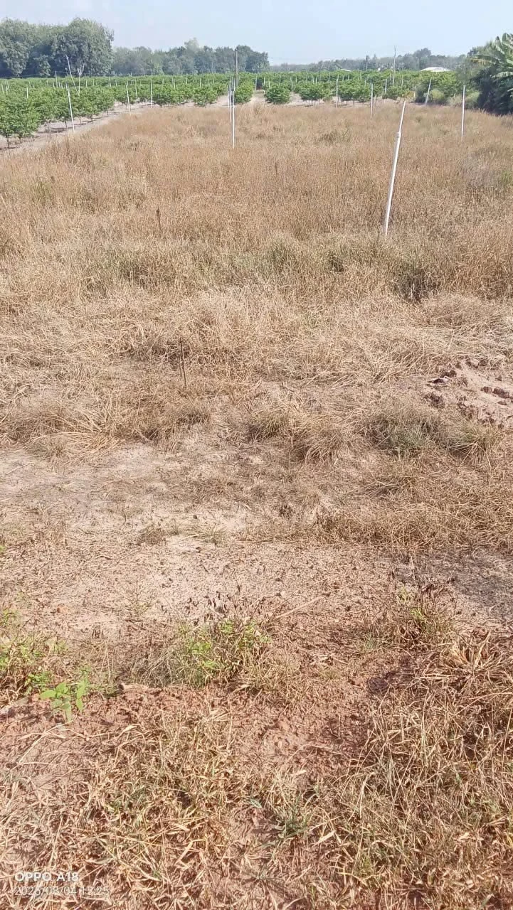 Bán nhà Phú Lợi 3PN, 86m², 3 tỷ 5 8x20m - Ảnh 1