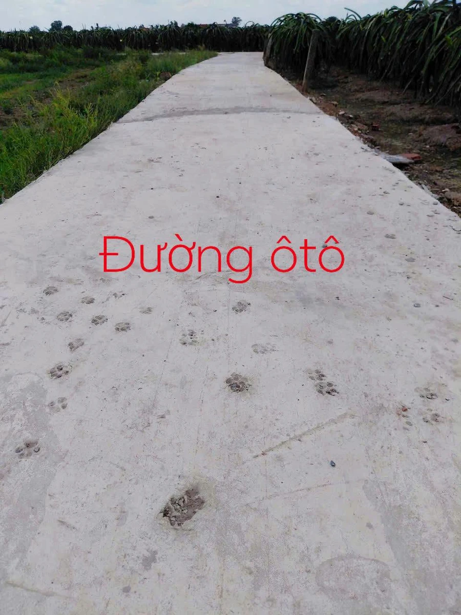 Bán đất thổ cư 115m² tại Châu Thành, Long An - 250 triệu - Ảnh thu nhỏ 3