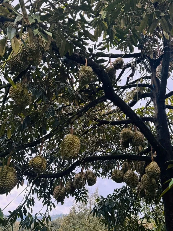 Bán 3ha đất sầu riêng Đắk Nông 8,4 tỷ