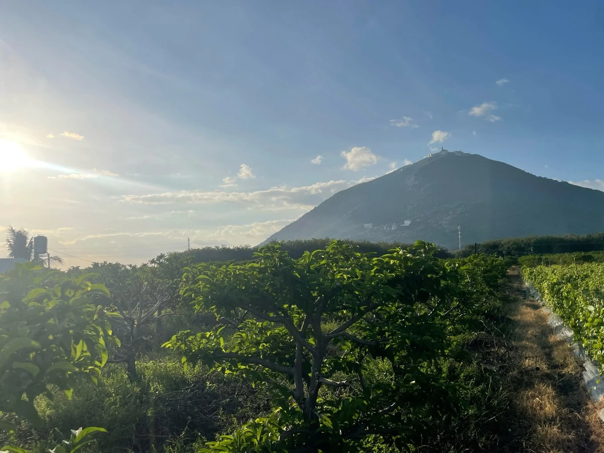 Bán đất vườn mãng cầu 1000m2 view Núi Bà Dương Minh Châu 550tr - Ảnh thu nhỏ 2