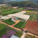 Bán 5 thửa đất vườn ở Nam Ban, Lâm Hà, 485–933 m² - Ảnh thu nhỏ 3