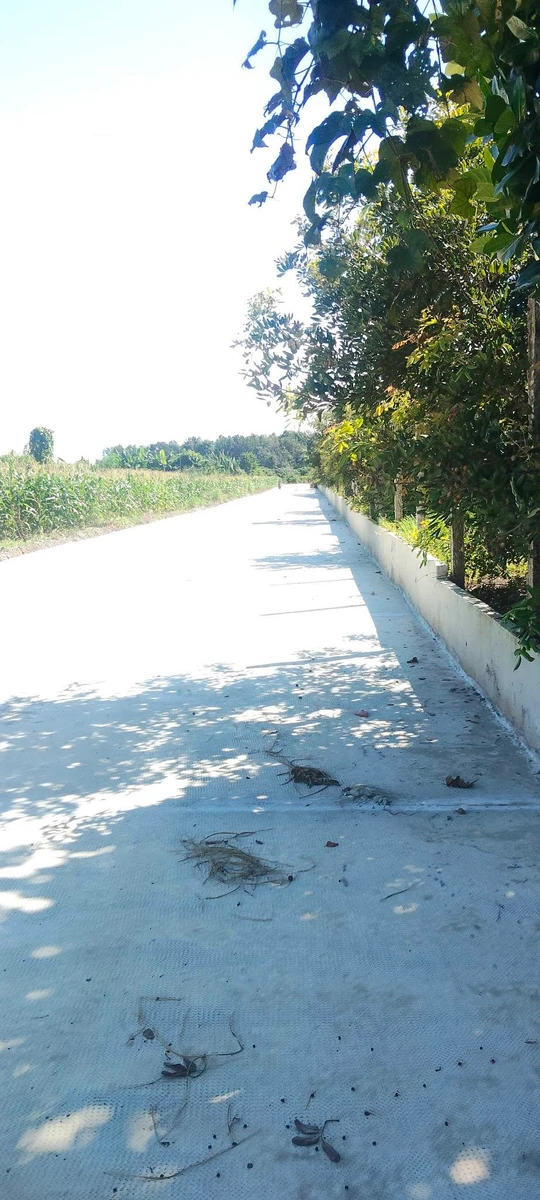 Bán 3 sào đất nhãn đẹp gần QL13 giá 700 triệu - Ảnh 1