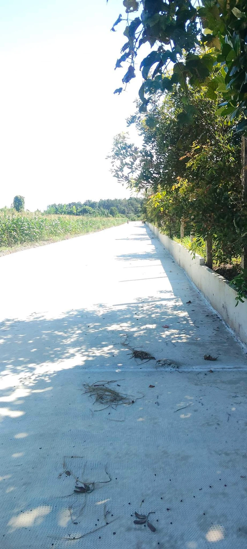Bán 3 sào đất nhãn đẹp gần QL13 giá 700 triệu - Ảnh 1