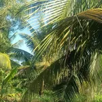 Bán 1888 m² đất vườn dừa Bình Thành, Bến Tre, 750 triệu - Ảnh thu nhỏ 4