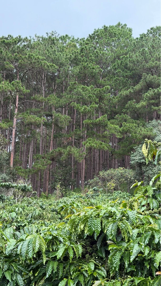 Bán 1000m² đất Mê Linh Đà Lạt có vườn cà phê - Ảnh thu nhỏ 3