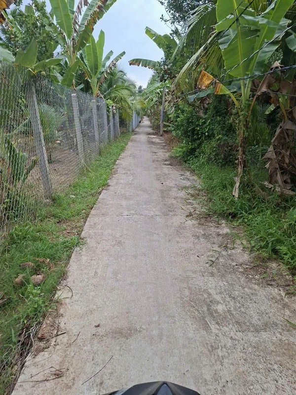 Bán đất Phú Túc Bến Tre 1538m2, 1,2 tỷ