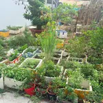 Bán đất Vĩnh Hòa Nha Trang 45m² 1,82 tỷ sổ hồng riêng - Ảnh thu nhỏ 1
